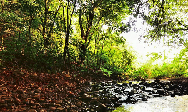 Zonas verdes en el Cañaveral